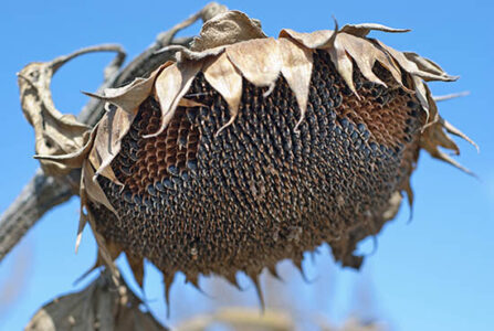 Country Lore: Grow Sunflowers for Winter Bird Seed Image